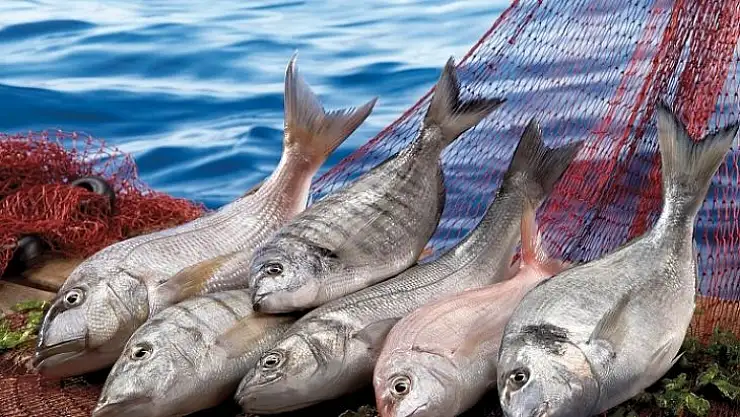 Matadorlar Türk balığı ziyafeti çekecek