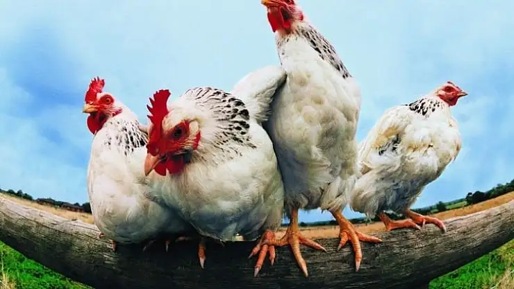 Tavuk Eti, Yumurta, Süt Ve Ürünlerindeki İhracat Artışı Sürüyor…