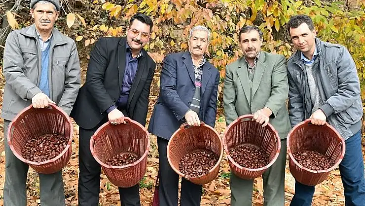 Kestane için 'kurtarma operasyonu'