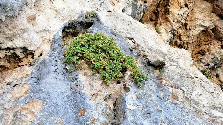 Malatya'nın Endemik Bitkisi Şifa Saçıyor: Sarı Kantaronu Geçti