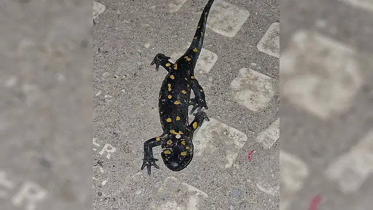 Malatya şehir merkezinde ateş semenderi görüldü