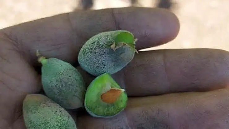 Mayıs Ayında Yaşanan Don Malatya'lı Üreticileri perişan etti