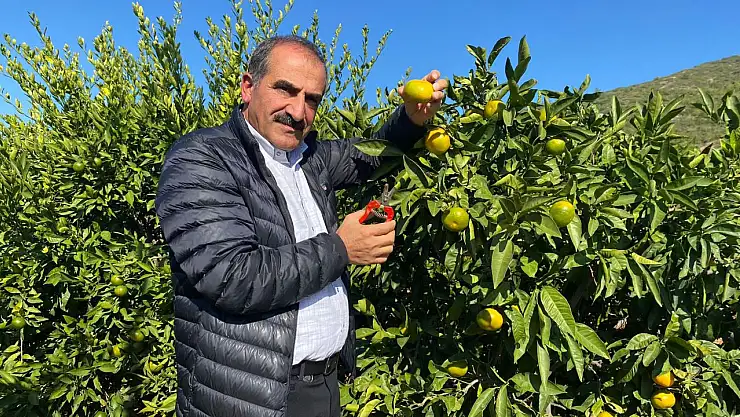 Satsuma mandalinada ihracat hedefi 250 milyon dolar