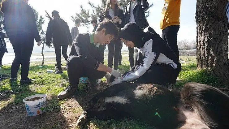 Sokak hayvanları beslenme noktalarında beslenmeli
