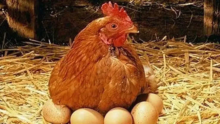 Tavuk eti üretimi 180 bin 53 ton, tavuk yumurtası üretimi 1,56 milyar adet olarak gerçekleşti