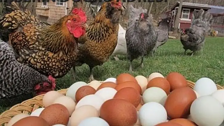 Tavuk eti üretimi 241 bin 782 ton, tavuk yumurtası üretimi 1,53 milyar adet olarak gerçekleşti