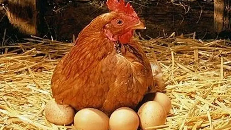 Tavuk Eti Üretimi Ağustos'ta Düştü, Yumurtada Küçük Artış Yaşandı