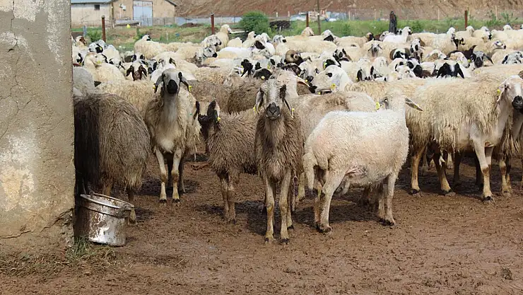 TİGEM 3 bin 200 küçükbaş hayvanı ihaleyle satışa çıkarıyor