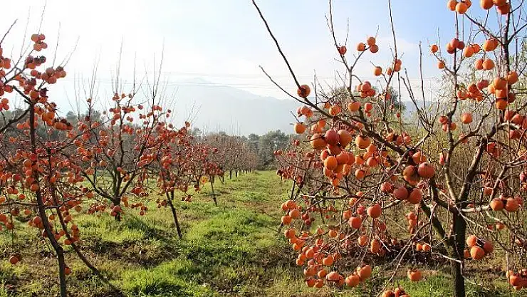 Trabzon hurması ihtiyaç sahipleri için hasat edildi