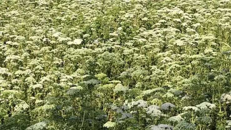Türk kekiğini yabancı ota kurban etmeyelim