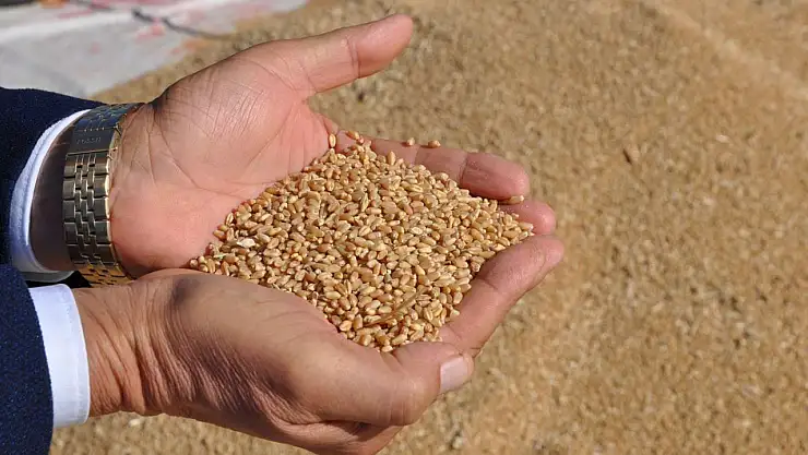 Türkiye'den 8 Milyar Dolarlık Hububat, Bakliyat ve Yağlı Tohum İhracatı