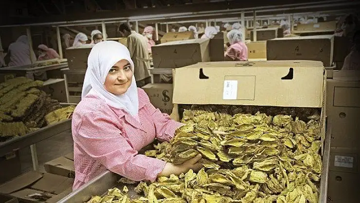 Türkiye, şark tipi tütün üretim ve dış ticaretinde dünya liderliğini koruyor