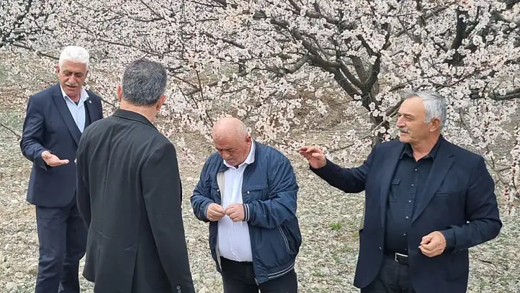 TZOB yönetim kurulu üyesi Kılıç: Kayısıda zarar büyük
