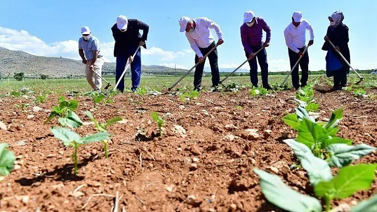 Yeşilyurt'ta Tarımsal Üretim Ve Ar-Ge Sahası Kurdu