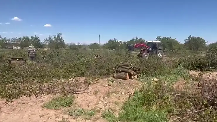 Zirai dondan etkilenen kayısı ağaçları odun fiyatına satılıyor