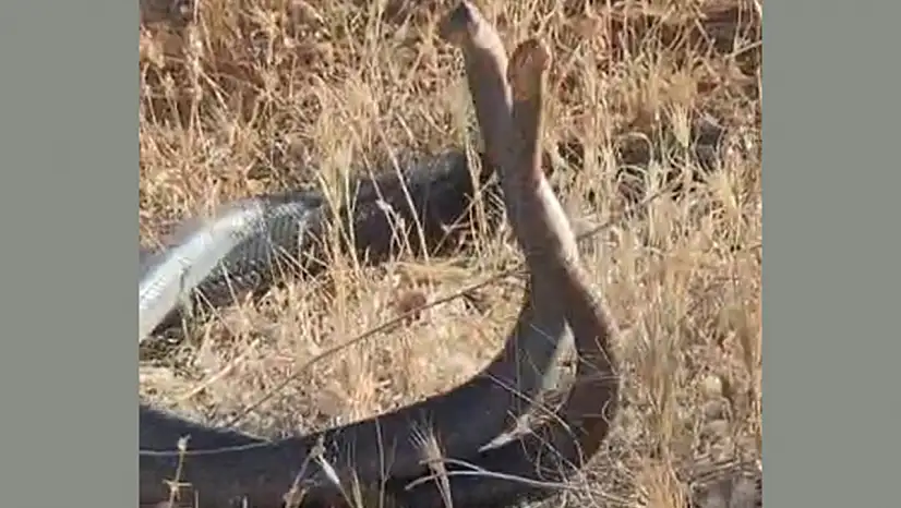 Adıyaman'da bir çiftçi dans eden yılanları kayıt altına aldı