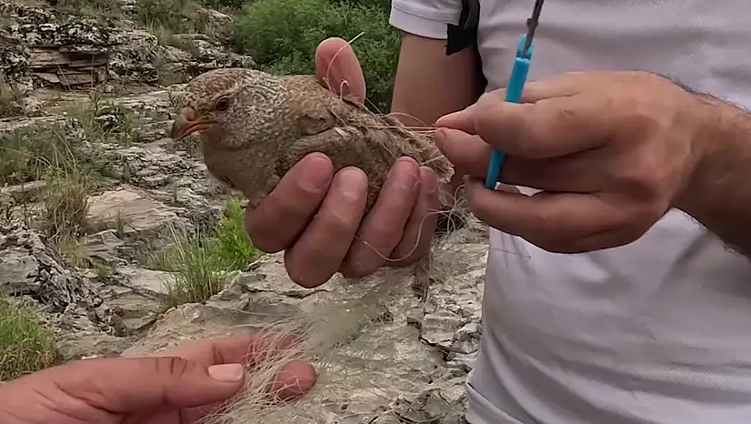 Ağlara takılan kum kekliği doğa fotoğrafçısı tarafından kurtarıldı