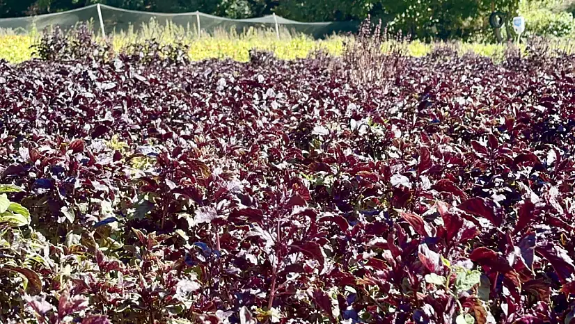 Aromasıyla Ünlenen Arapgir Reyhanı Yöreye Katma Değer Sağlıyor
