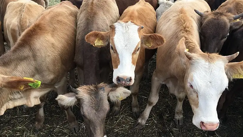 Besilik Hayvan İthalatı 2026'da ESK Üzerinden Yapılacak