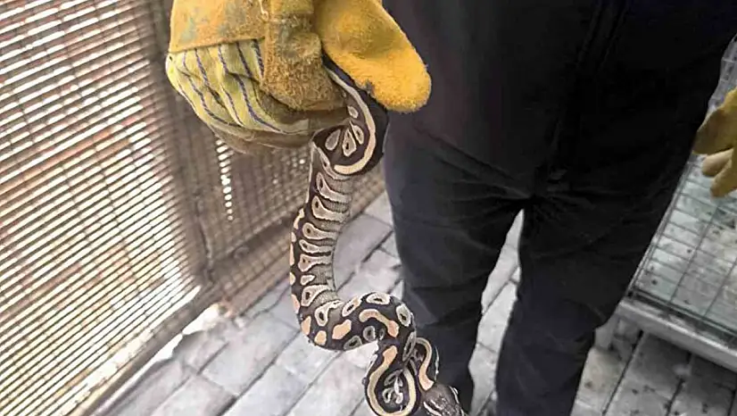 Ceket Cebinden Yavru Piton Çıkan Şahsa Para Cezası