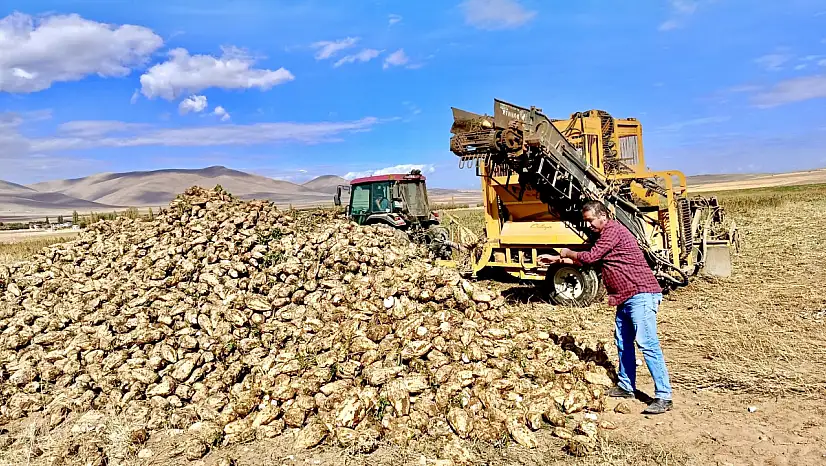 Darende'de pancar sökümü başladı, kazanç sıfırlandı