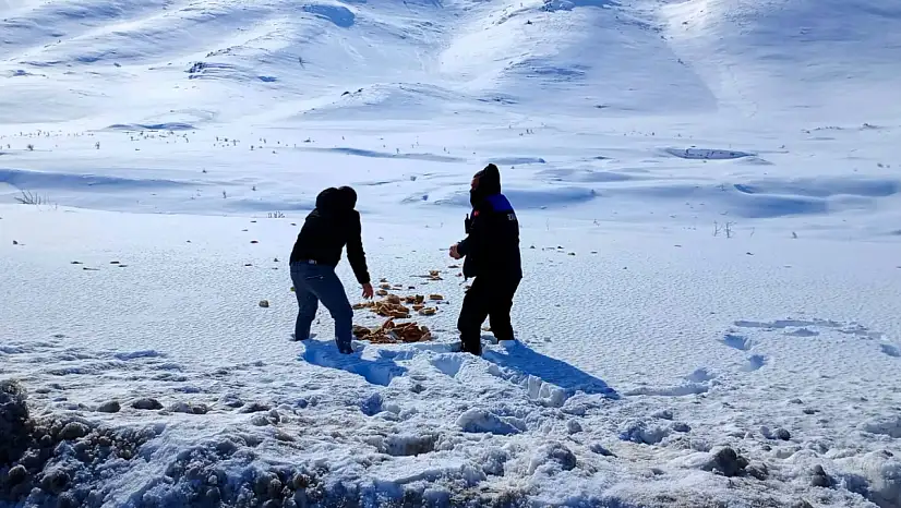 Doğanşehir'de Yaban Hayvanları İçin Kış Seferberliği
