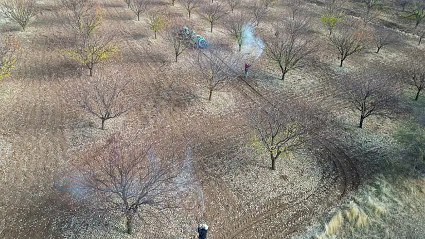 Kayısı Bahçelerinde Sonbahar Tedbirleri: Hastalıklara Karşı Mücadele Zamanı