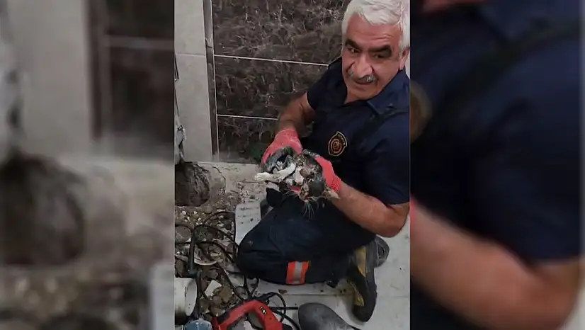 Malatya'da gider borusuna düşen yavru kedi bir saatlik çalışmayla kurtarıldı
