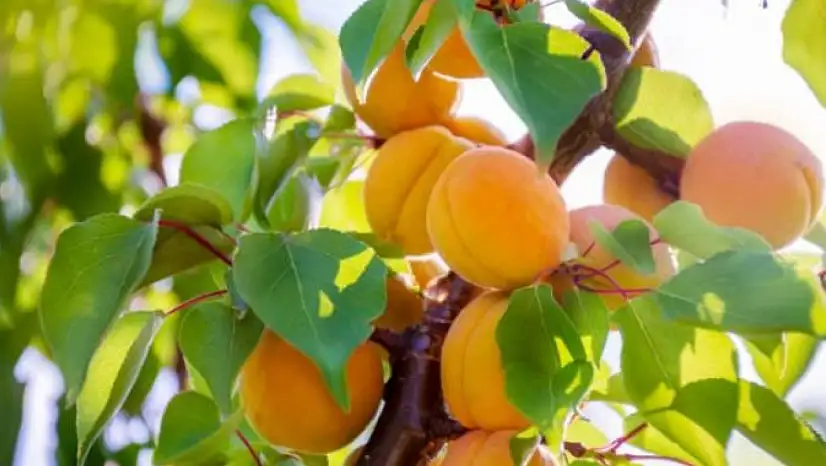 Malatya'da Kayısı Ağaçları İçin Sonbahar Uyarısı: 'Bordo Bulamacı İle Koruyucu Mücadele Zamanı'