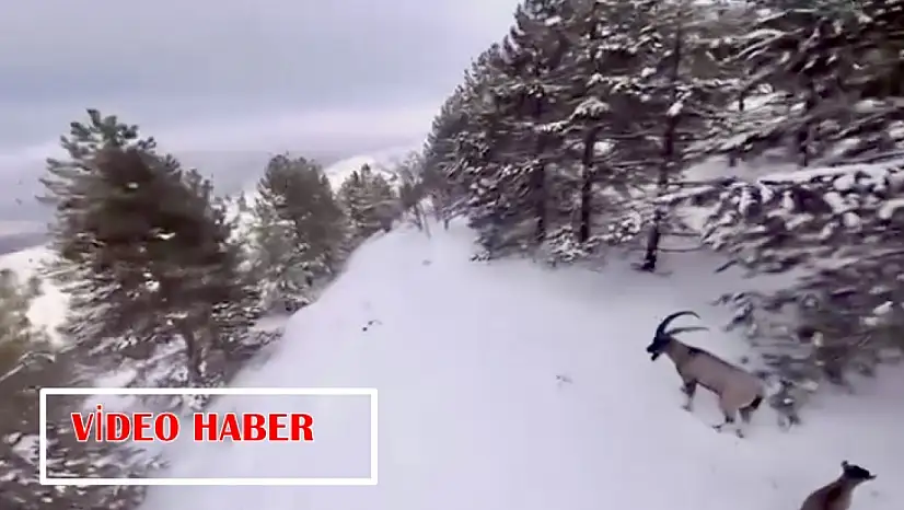 Malatya'nın Zirvelerinde Yaban Hayatının Beyaz Yolculuğu