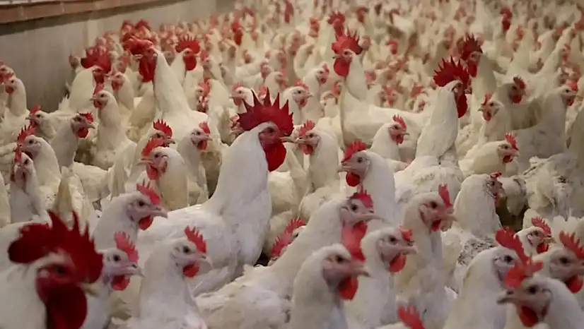 Ramazan Öncesi Tavuk İhracatına Fren