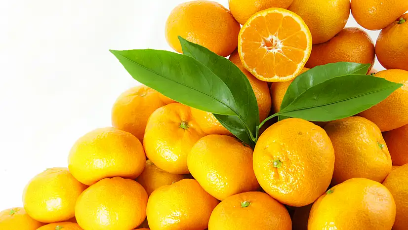 Satsuma Mandalinada Hasat Başladı, İhracat 17 Ekim'de