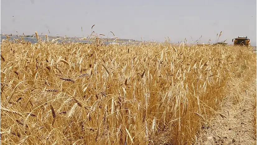 TİGEM'den 327 Ton Buğday Satışı: Açık Artırma 29 Ocak'ta