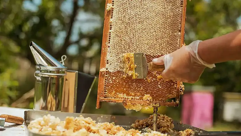 Türkiye'nin Bal İhracatı 2025'te Artış Gösterdi: 9 Ayda 23,4 Milyon Dolar Kazanç