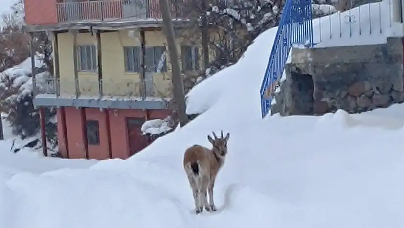 Yavru Dağ Keçisine Sıcak Bir Yuva