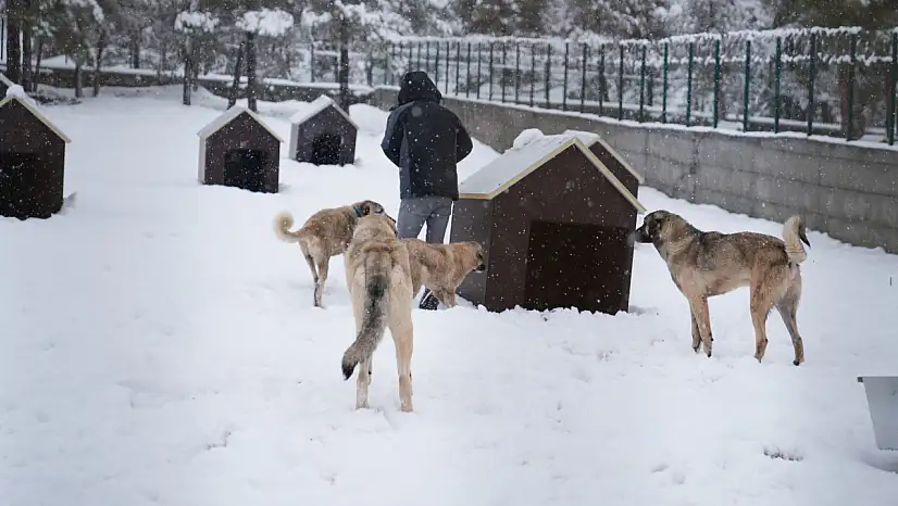 Yeni Hayvan Barınağı Hizmete Girdi