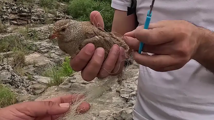 Ağlara takılan kum kekliği doğa fotoğrafçısı tarafından kurtarıldı