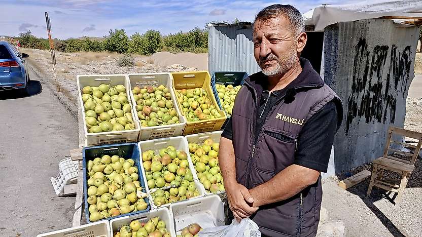 Akçadağ'da bal armudu sezonu başladı: Kilosu 100 liraya kadar çıkıyor
