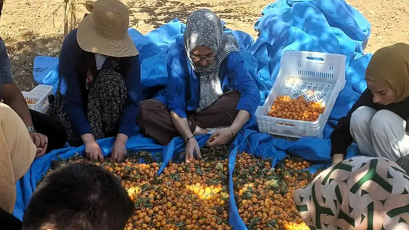 Alıçların hasadı başladı