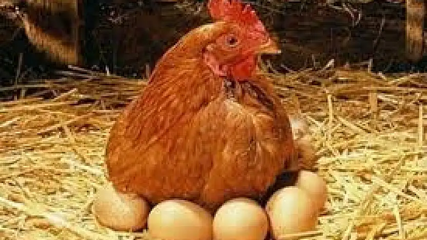 Aralıkta Tavuk Eti ve Yumurta Üretiminde Artış