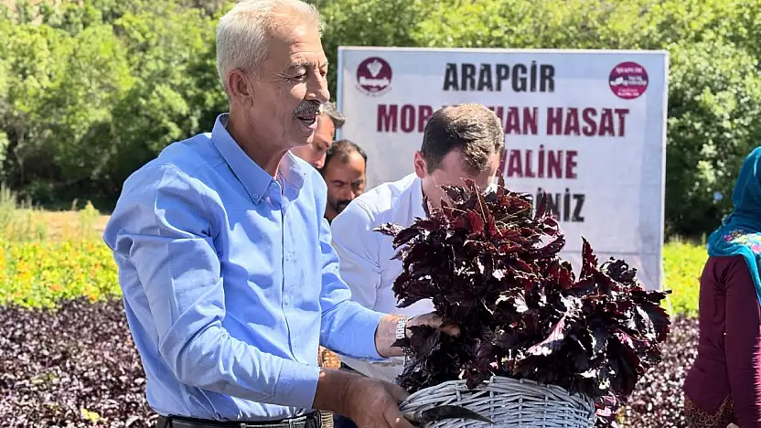 Arapgir'de Mor Reyhan Hasadı Coşkuyla Başladı