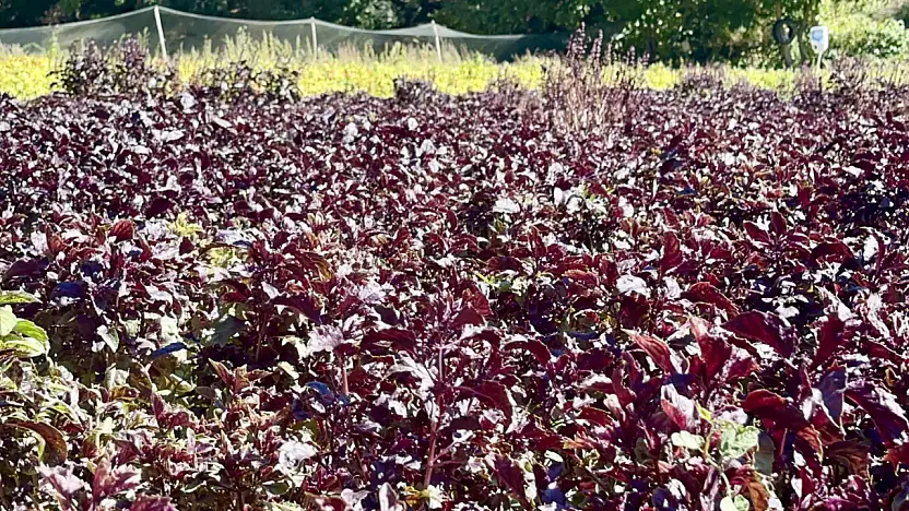 Aromasıyla Ünlenen Arapgir Reyhanı Yöreye Katma Değer Sağlıyor