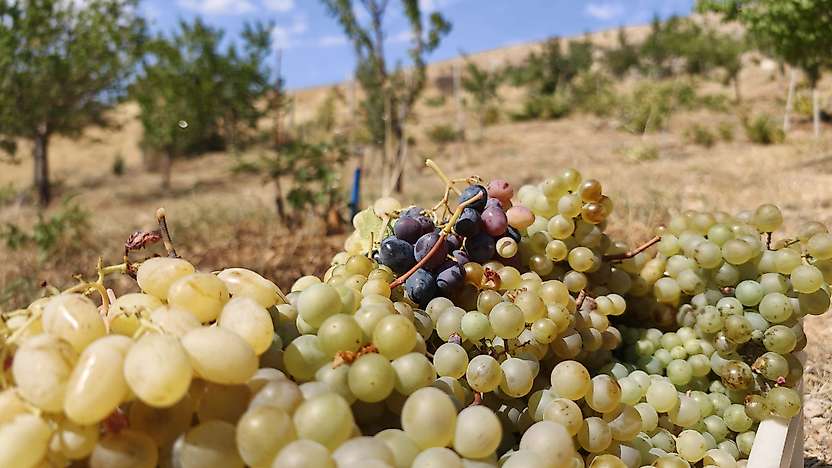 Bağ Bozumu Başladı: Malatya Tarımında Alternatif Ürün Çağrısı