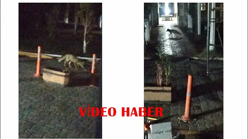 Battalgazi'de Aç Kalan Tilki Şehir Merkezine İndi