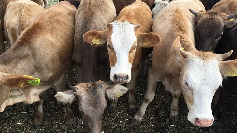 Besilik Hayvan İthalatı 2026'da ESK Üzerinden Yapılacak