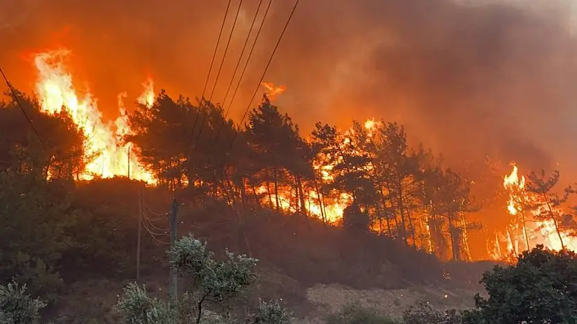 Bolu'da orman yangını