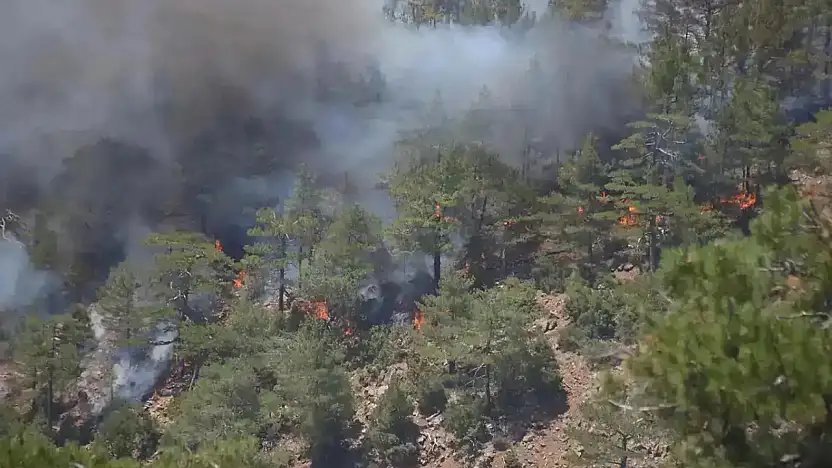 Bolu'da ormanlık alanda yangın çıktı