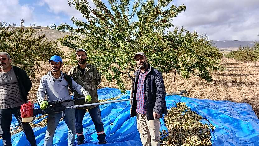 Darende'de Badem Hasadı Ne Zaman Bitecek? Üreticiler Tarih Verdi