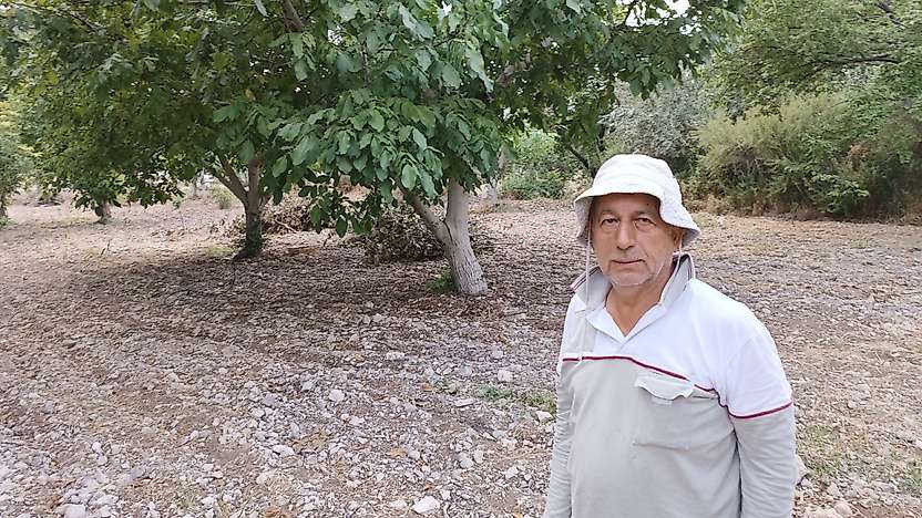 Darende'de ceviz hasadı başladı: 'Ceviz, kayısının sigortasıdır'