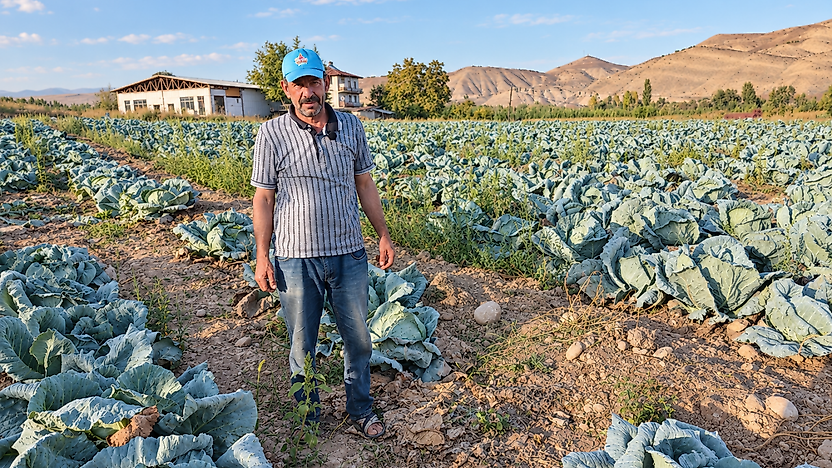 Darende'nin Gökyar Lahanası Tezgâhlarda Alıcı Buluyor